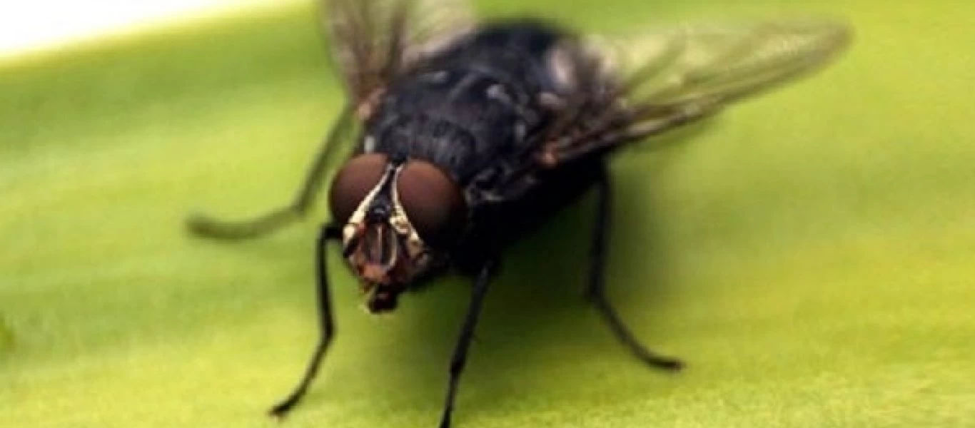 Πως αποφεύγεις τα έντομα χωρίς χημικές ουσίες